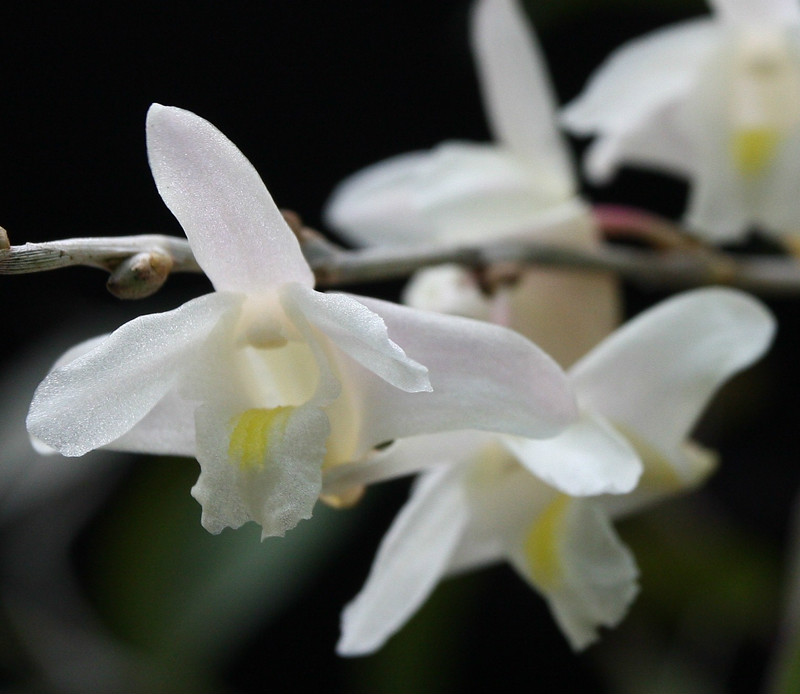  p>木石斛(学名: i>dendrobium crumenatum /i>  sw.