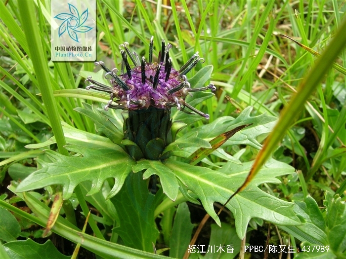  p>怒江川木香( a href="#">学名 /a>:dolomiaea salwinensis)为 a