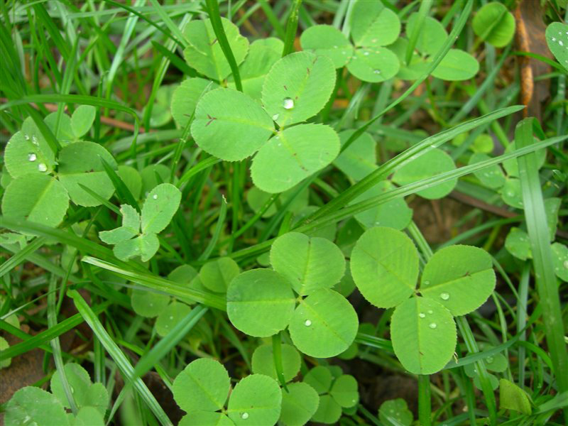 trifolium alexandrinum l.