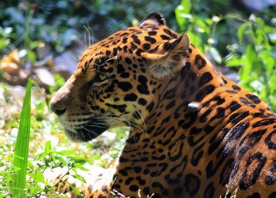  p>花豹(学名: i>panthera pardus /i>):是哺乳纲,猫科,豹属的大型 a