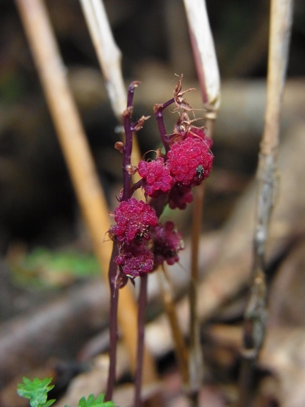  p>腐生草本, a href="#" data-lemmaid="6411577">喜荫草属 /a>植物