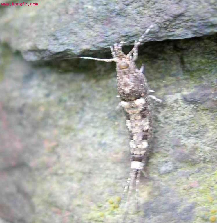  p>缨尾目(学名thysanura)指的是 a target="_blank" href="/item