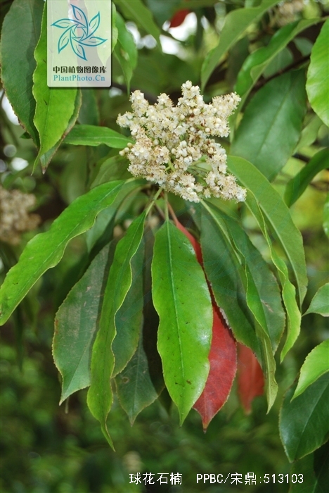  p>球花石楠(学名: i>photinia glomerata  /i>rehd. et wils.