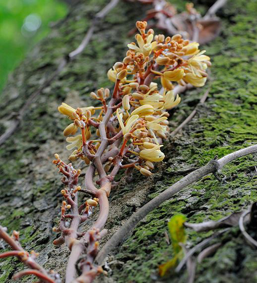  p>倒吊兰(学名: i>erythrorchis altissima /i>  (bl. ) bl.