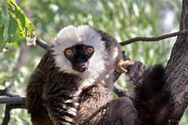  p>白头美狐猴(学名: i>eulemur albifrons /i>):是一种中等体型的 a