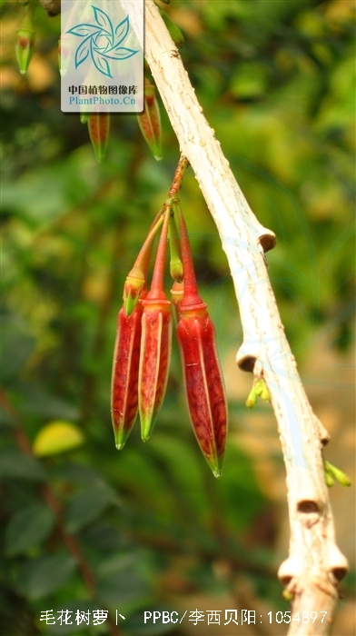 agapetes pubiflora airy-shaw