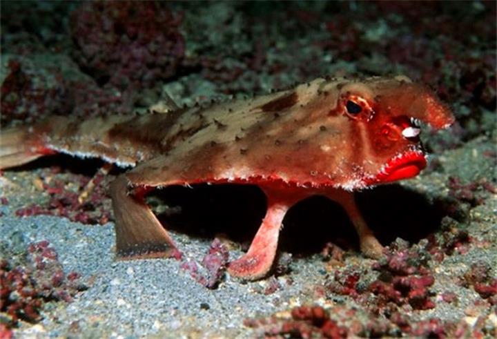  p>红唇蝙蝠鱼(学名: i>ogcocephalus darwini 