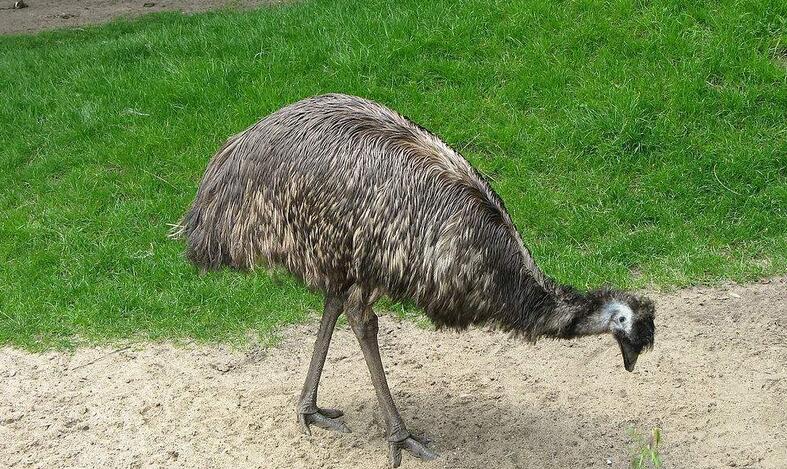  p>鸸鹋科(dromaiidae)在 a href="#" data-lemmaid="414417">动物