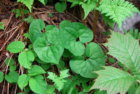  p>细辛,别名:华细辛,盆草细辛,拉丁文名:asarum sieboldii miq.