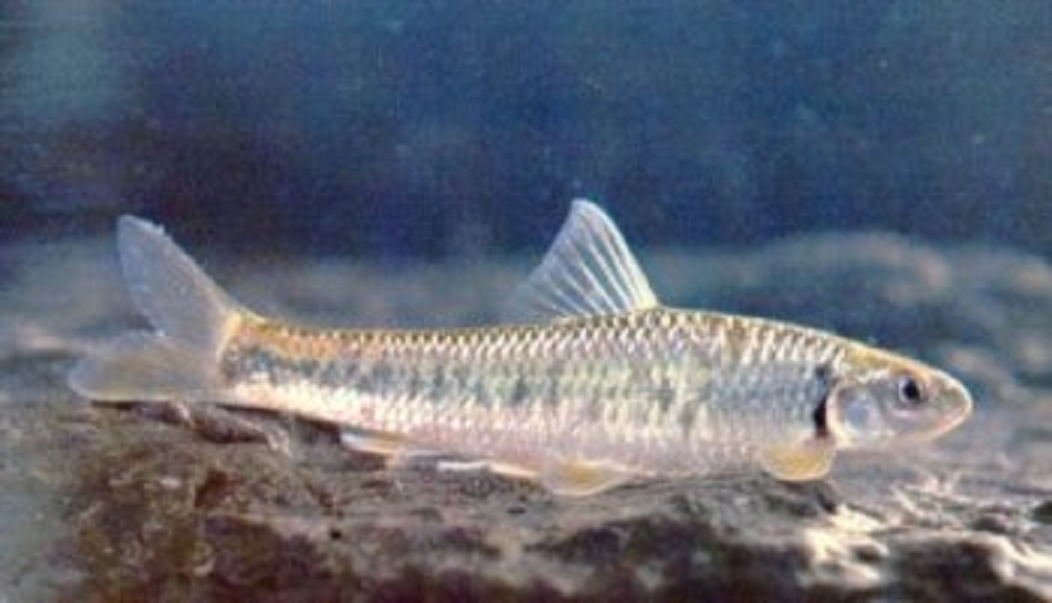 吻突出,在鼻孔前下凹.口下位,马蹄形.唇发达,具有显著的