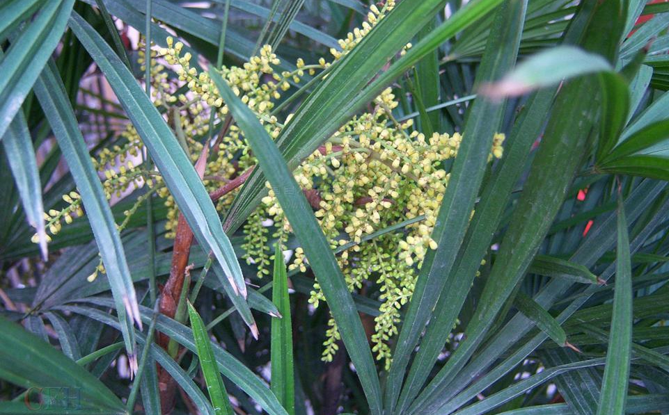  p>细棕竹(学名: i>rhapis gracilis /i> burret)是棕榈科,棕竹属丛生