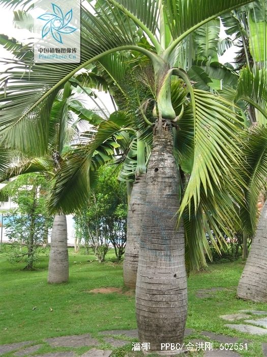  p>酒椰(学名: i>raphia vinifera /i> beauv.
