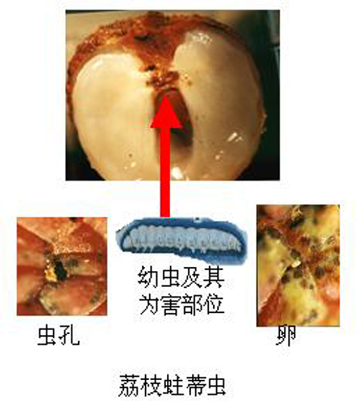  p>荔枝蛀蒂虫, i>conopomorpha sinensis  /i>bradley,属鳞翅目, a