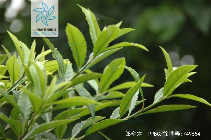  p>郎伞木,中药名.