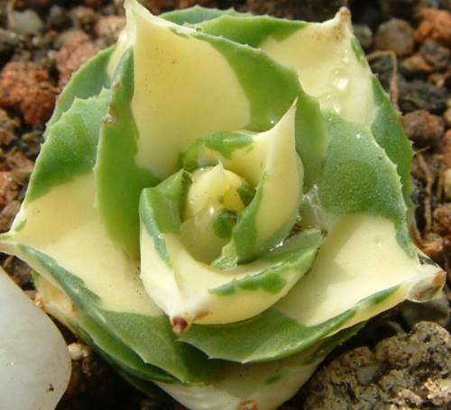 王妃雷神浅中斑