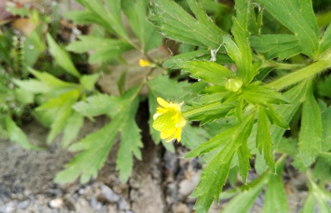  p>茴茴蒜(学名: i>ranunculus chinensis /i> bunge)是毛茛科,毛茛属