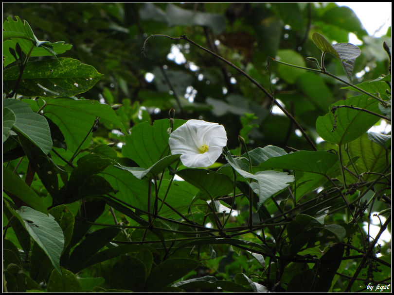  p>大叶银背藤,为 a target="_blank" href="/item/银背藤属/7796867"