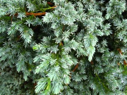 黄杉（松科黄杉属植物）_百度百科