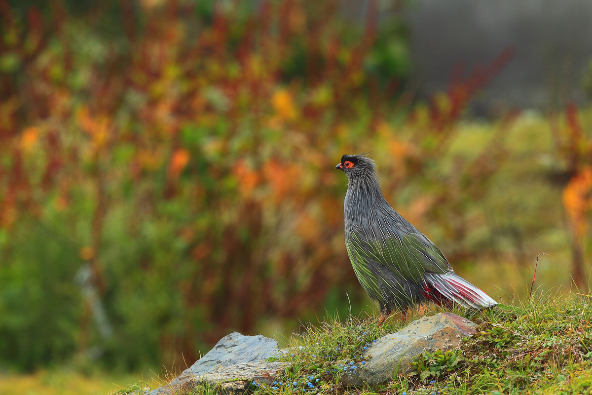  p>血雉(学名: i>ithaginis cruentus /i>)雉科血雉属鸟类,别名血鸡