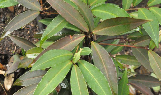  p>大罗伞树,ardisia hanceana mez,生长在海拔430-1500米的山谷,山坡