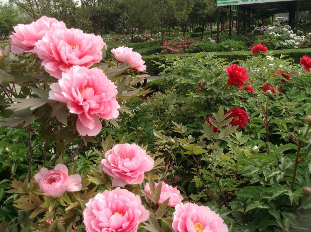 牡丹园公园