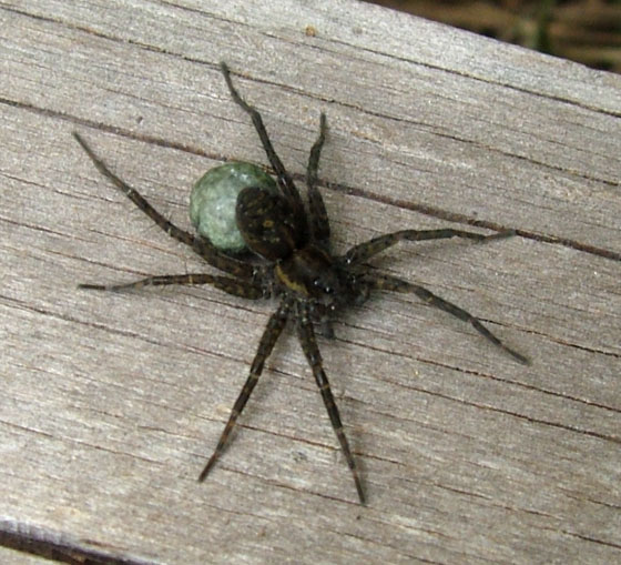  p>细腿豹蛛(学名:pardosa sp.