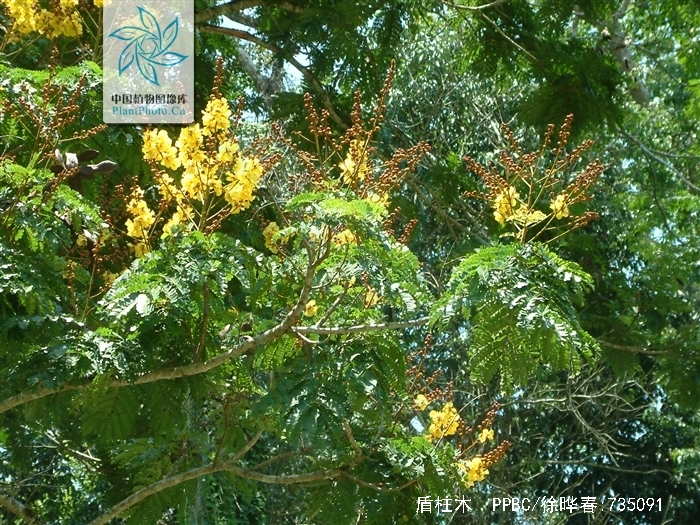  p>盾柱木 (学名:brachytome hainanensis c. y. wu ex w. c.