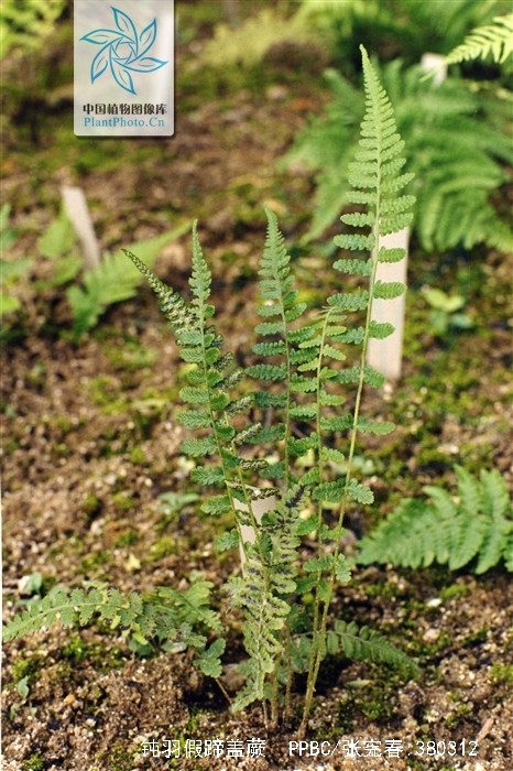 ching)是 a target="_blank" href="/item/蹄盖蕨科/1965645" data