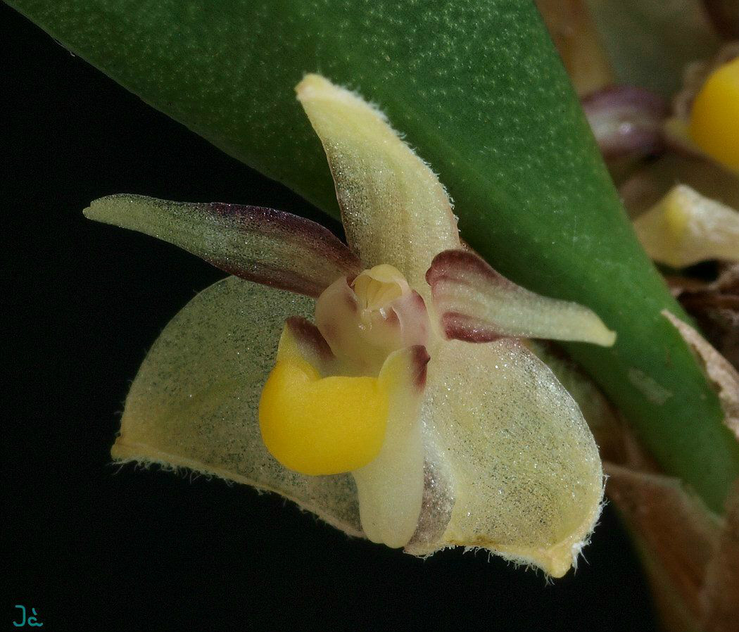  p>叉枝牛角兰(学名: i>ceratostylis himalaica /i> hook. f.