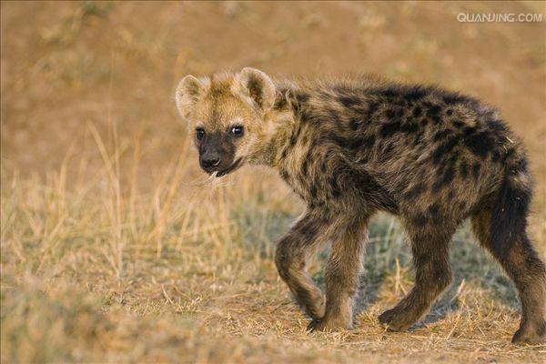  p>斑鬣狗(学名: i>crocuta crocuta /i>):又名斑点鬣狗,体长约95-160