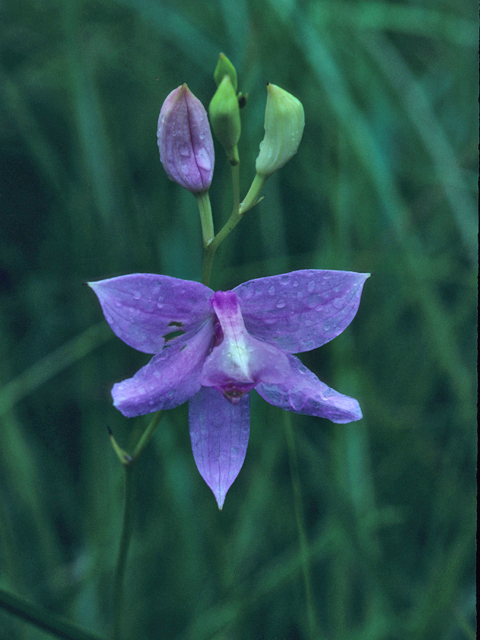  p>沼泽美须兰(学名:calopogon tuberosus)生长环境见于 a target="