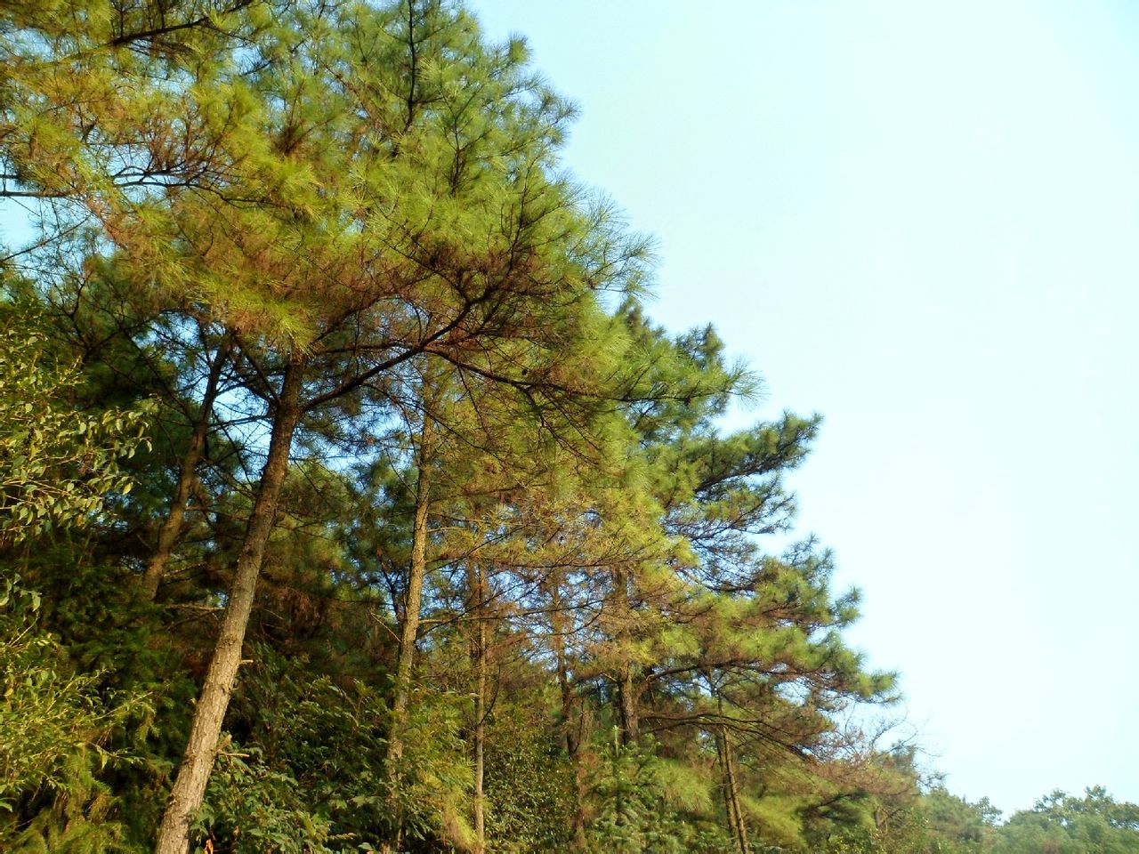  p data-id="gnytwumh1o">金霞山位于湘潭县 a target="_blank" href=