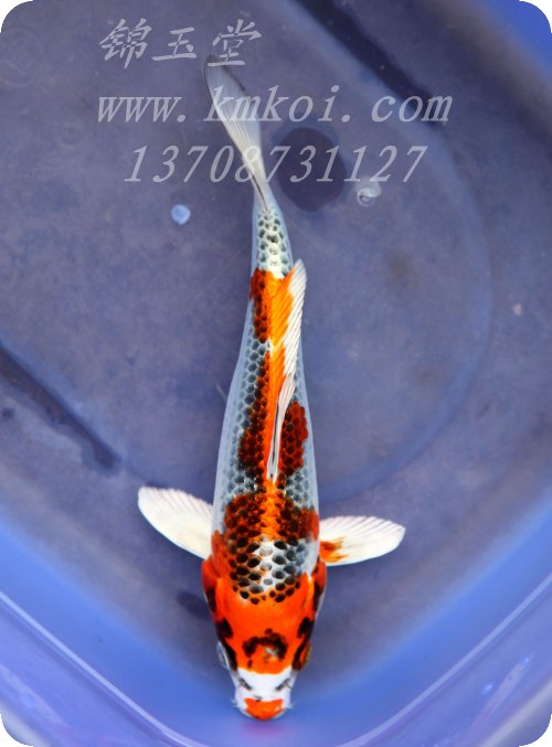  p>云南鲤,学名: i>cyprinus yunnanensis  /i>(t. l.