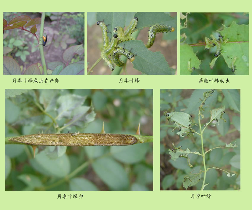  p>柳厚壁叶蜂pontania bridgmannii cameron又名柳瘿叶蜂.