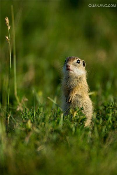 spermophilus dauricus