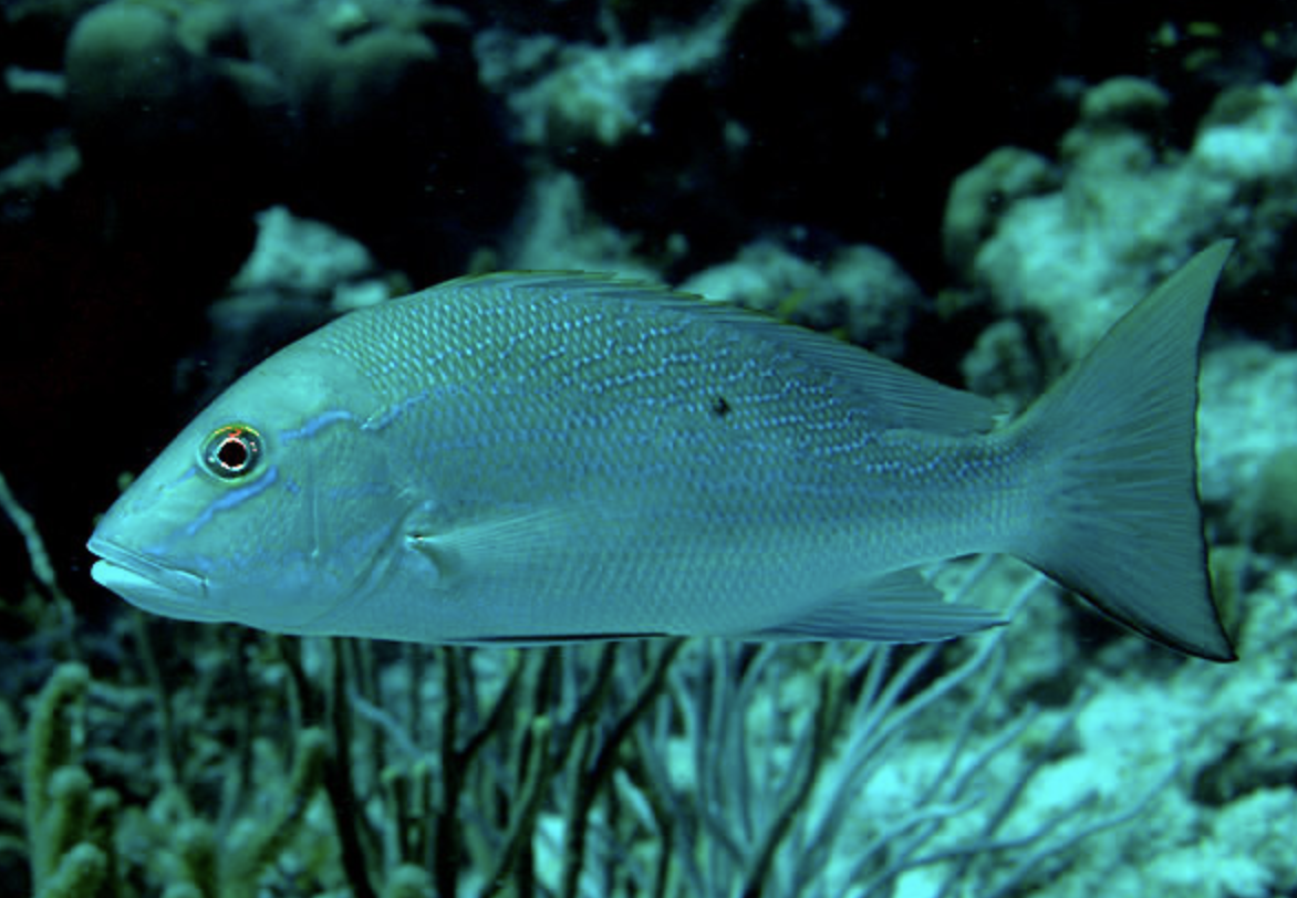  p>双色笛鲷(学名: i>lutjanus analis /i>)是笛鲷科,笛鲷属鱼类.