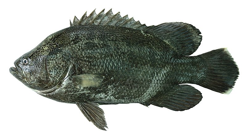  p>松鲷(学名: i>lobotes surinamensis /i>)是松鲷科,松鲷属的一种