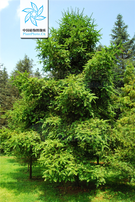 fu):是松科油杉属 a target="_blank" href="/item/乔木/33239" data