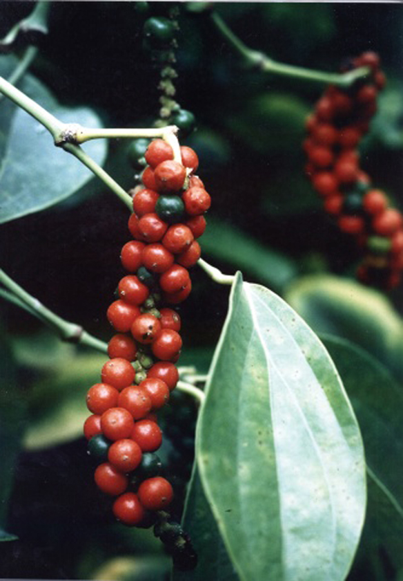  p>屏边胡椒(学名: b>piper /b>  b>pingbienense /b> tseng)是胡椒科