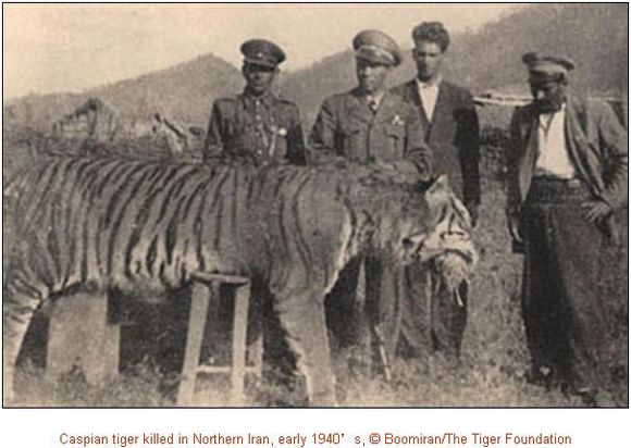  p>里海虎(拉丁学名: i>panthera tigris virgata /i>)是 a target="