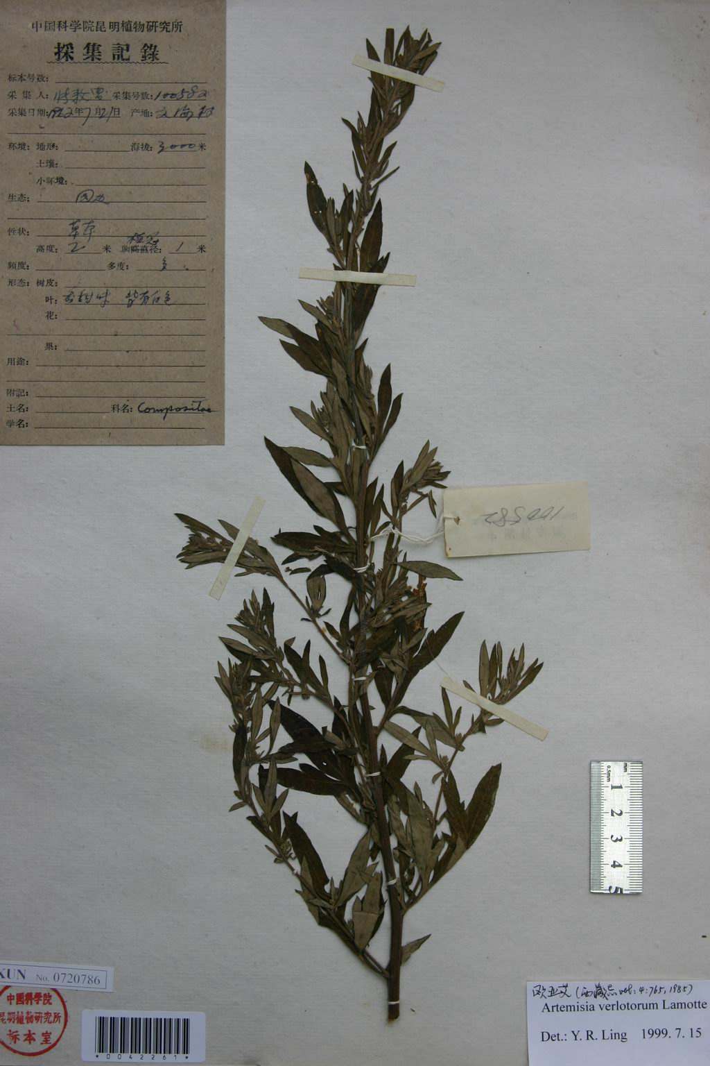 artemisia verlotorum