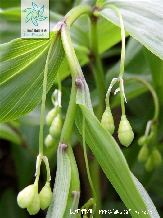  p> b>长梗黄精 /b>( i>polygonatum filipes /i>),百合科多年生草本