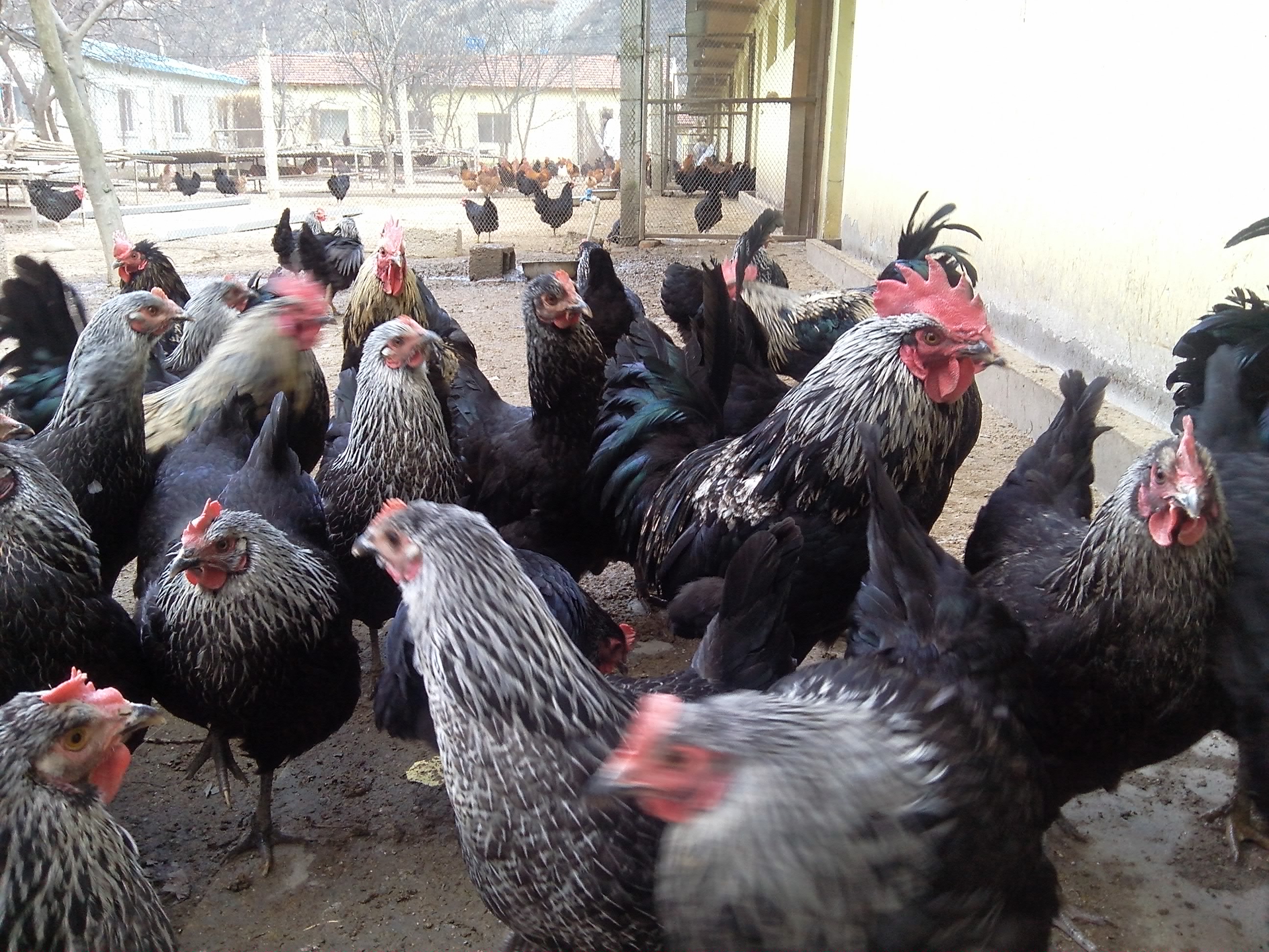  p>乡城藏鸡,四川省 a target="_blank" href="