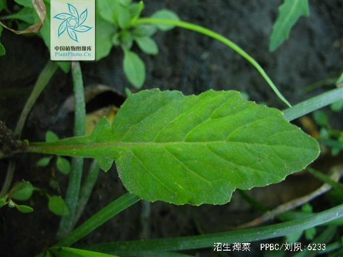 是十字花科,蔊菜属一或二年生 a href="#" data-lemmaid="541696">