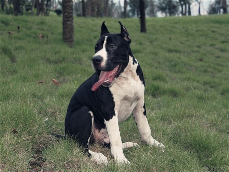 american staffordshire terrier
