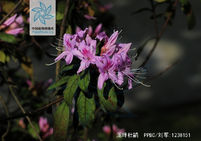 叶纸质,上面深绿色,下面淡黄褐色,叶脉在上面凹陷,下面凸出,花芽圆锥