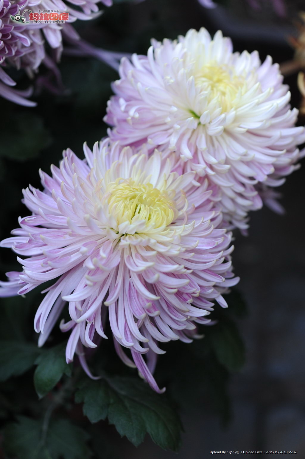  p>紫菊(学名: i>notoseris psilolepis  /i>shih)是菊科紫菊属的植物