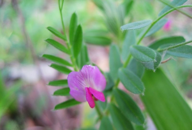 四花野豌豆