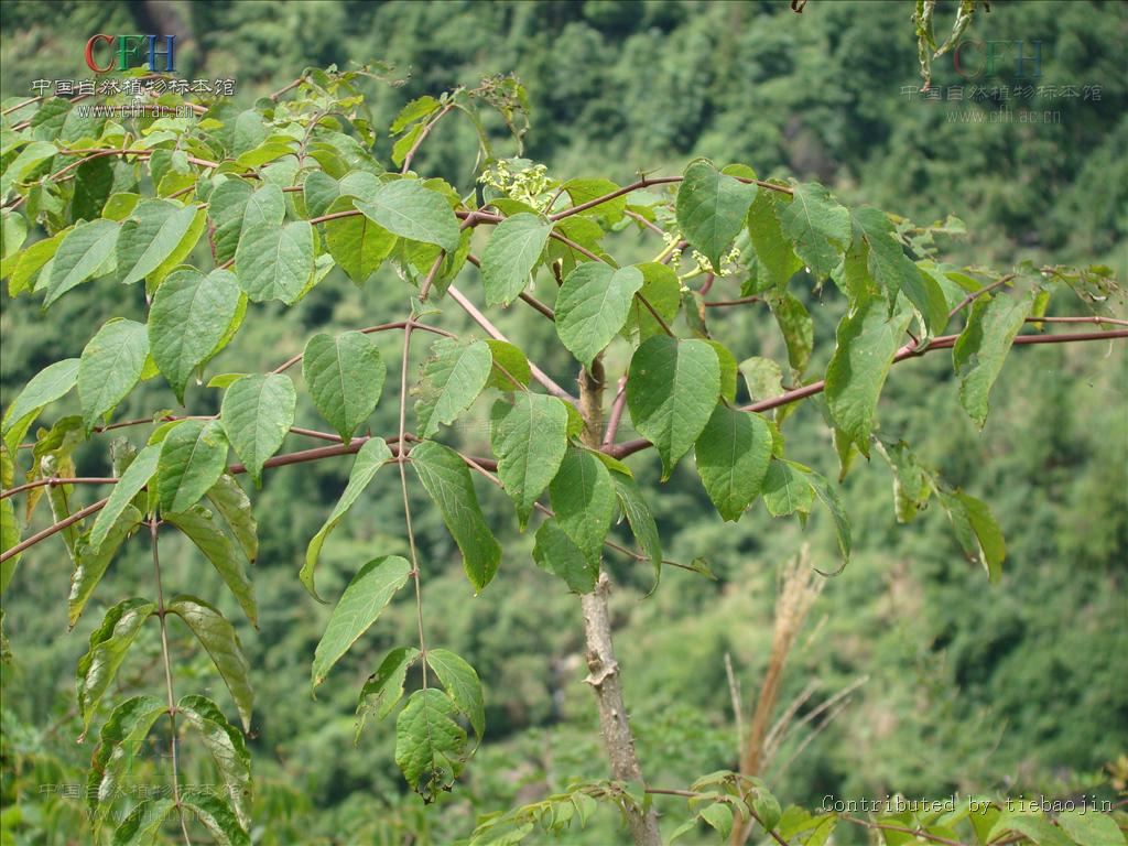  p>黄毛楤木(学名: aralia decaisneana hance),灌木,高1-5米,为 a