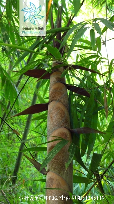  p> a href="#" data-lemmaid="2438101"> /a>小叶龙竹(学名: i>